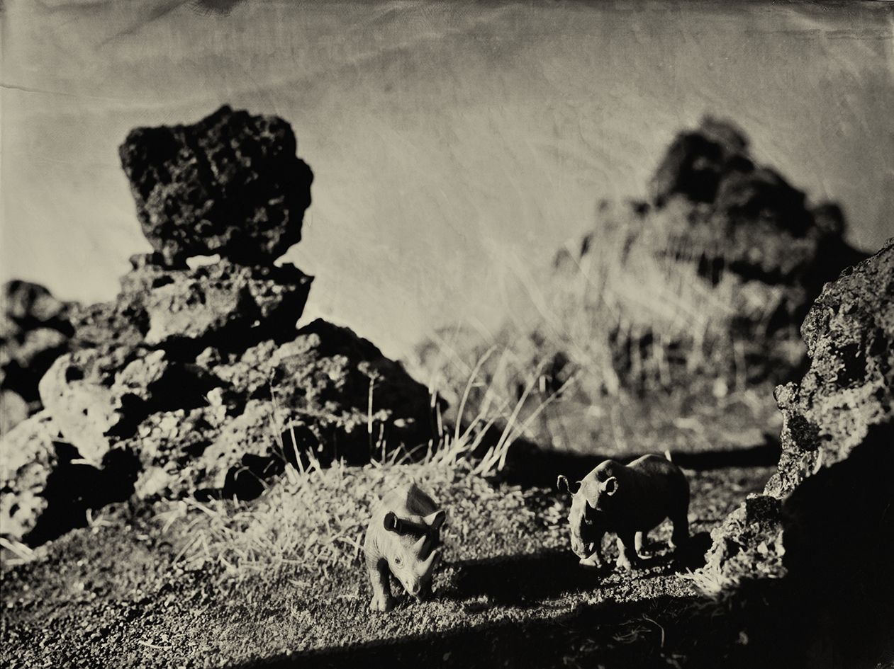 Rhinoceros Laufskalavarda Iceland